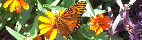 butterfly