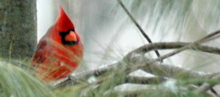 cardinal