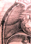 lungs