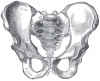 pelvis