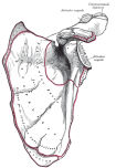 scapula