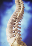 spine05