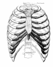 thorax