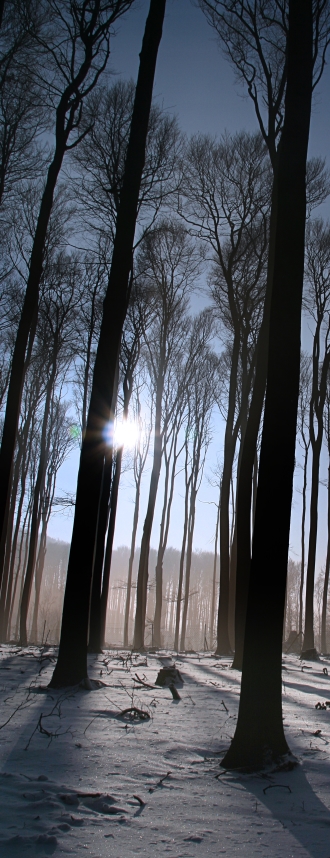 VertTrees